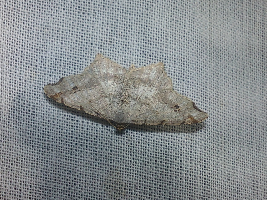 Macaria alternata - közönséges szürkearaszoló
