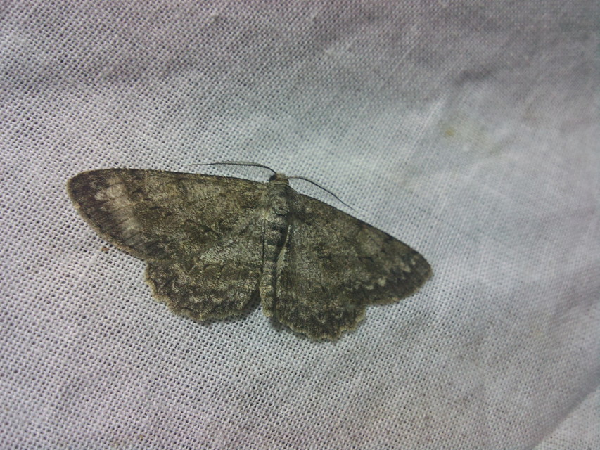 Hypomecis roboraria - nagy tölgyfaaraszoló
