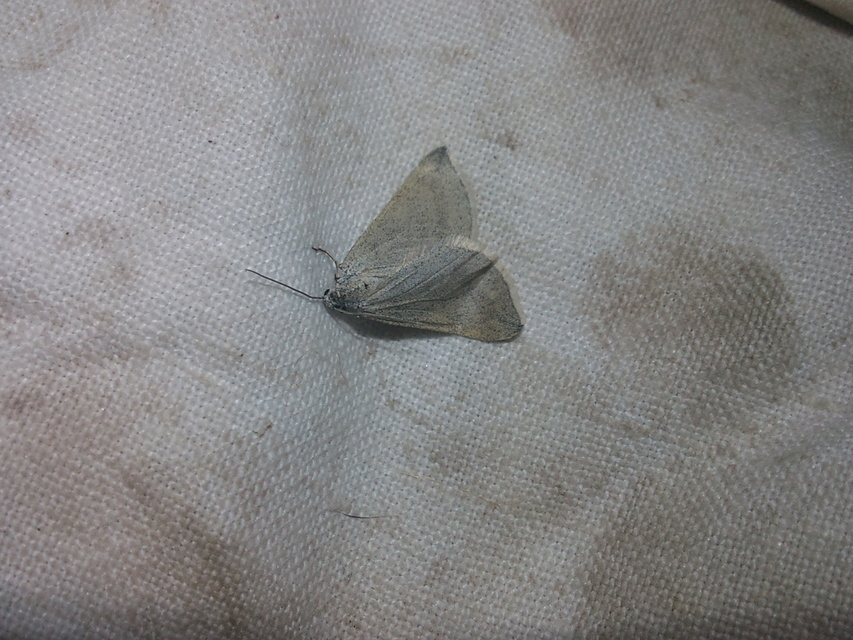 Lithostege griseata - szürke araszoló