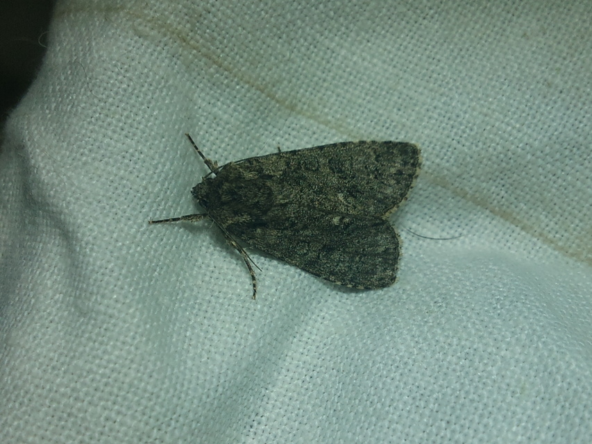 Acronicta rumicis - sóska-szigonyosbagoly
