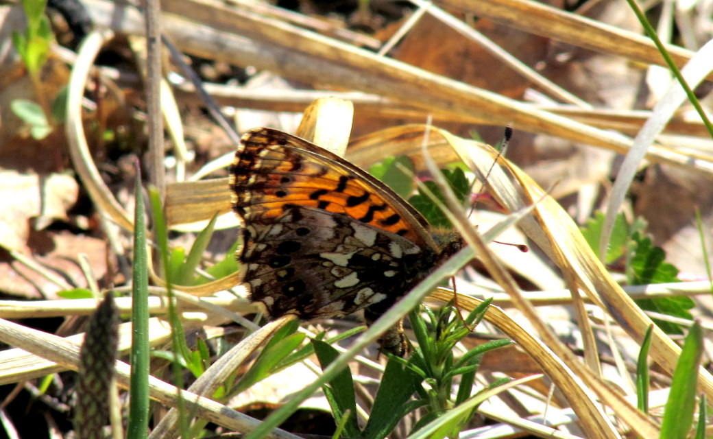Boloria dia - kis gyöngyházlepke