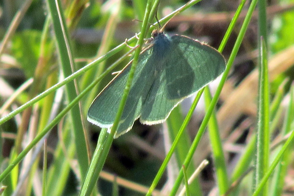 Chlorissa cloraria - sárgászöld araszoló