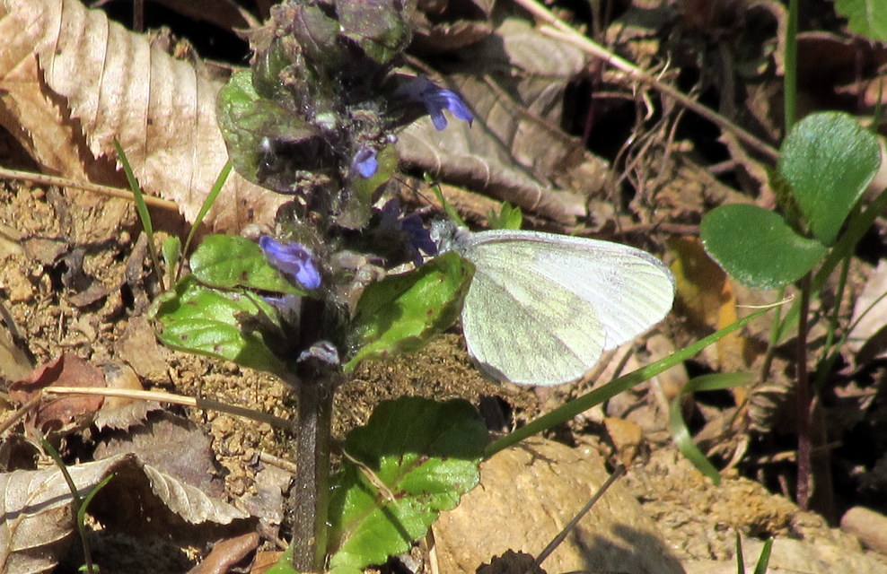 Leptidea sinapis - mustárlepke