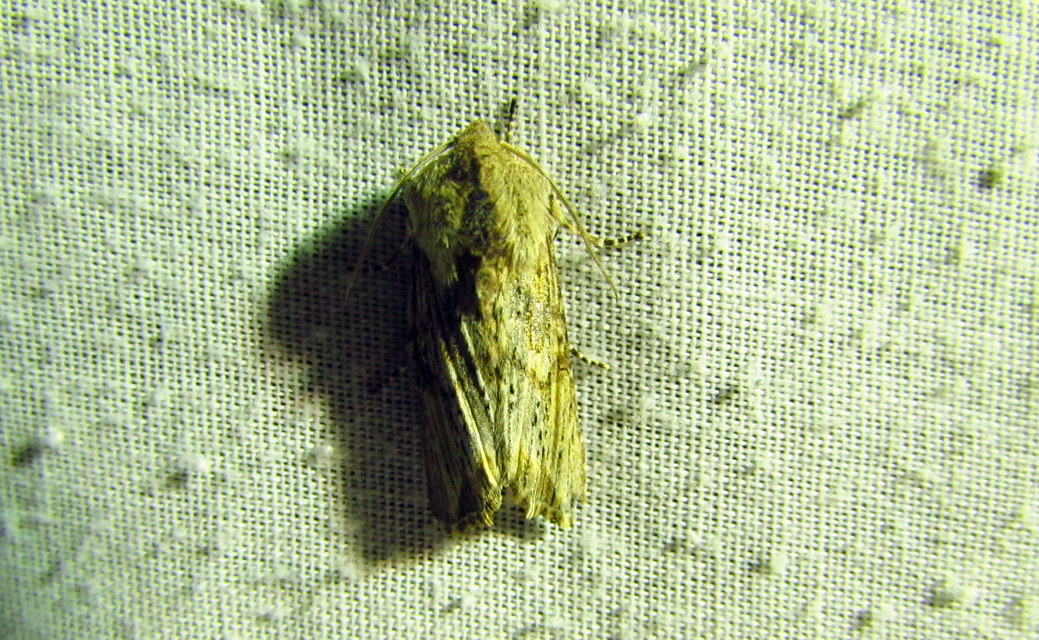 Egira conspicillaris - változékony szürkebagoly