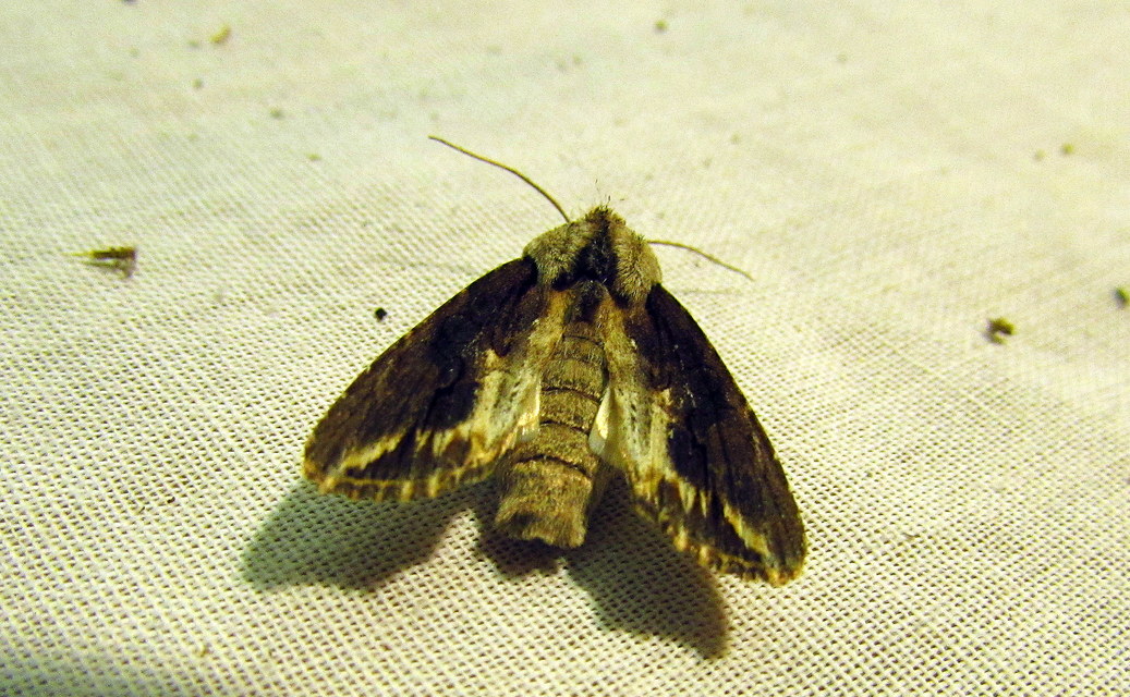 Egira conspicillaris - változékony szürkebagoly