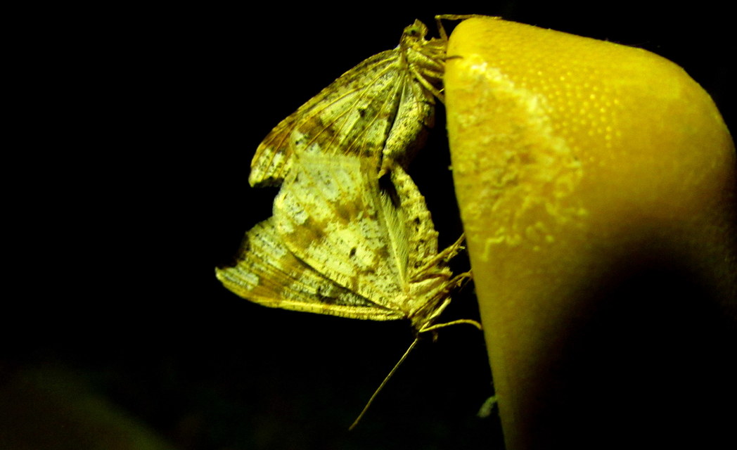 Macaria alternata - közönséges szürkearaszoló