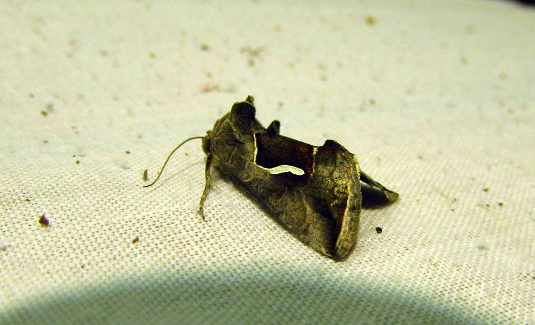 Macdunnoughia confusa - cseppfoltos ezüstbagoly