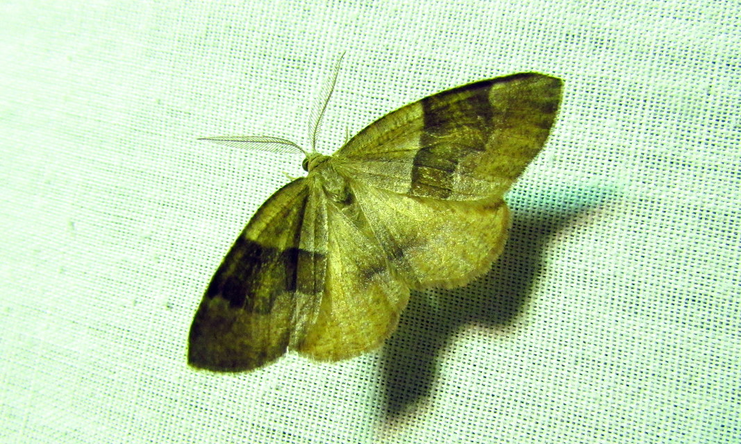 Plagodis pulveraria - szemcsés araszoló
