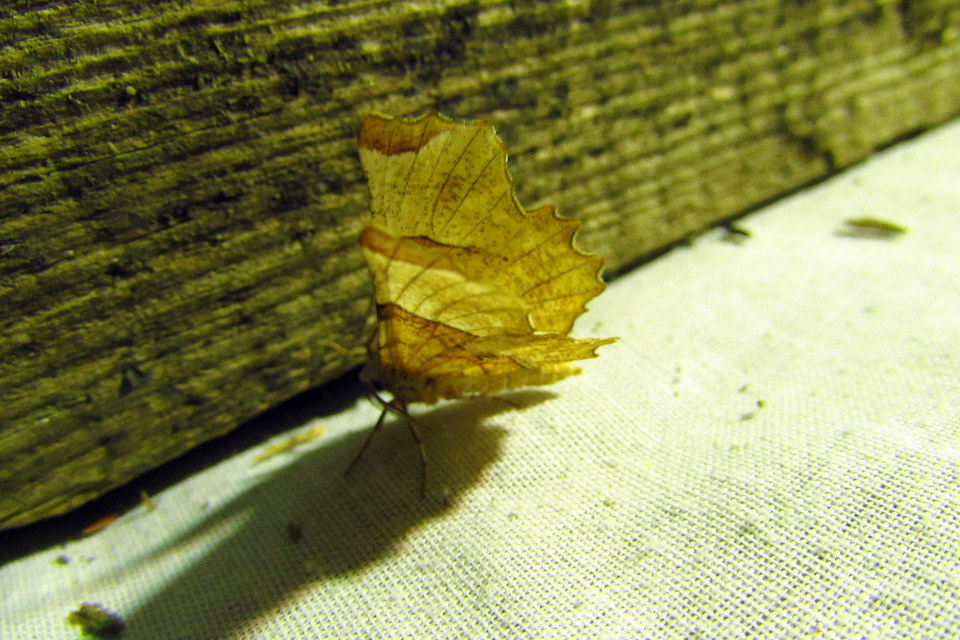 Selenia lunularia - egyfoltos holdasaraszoló