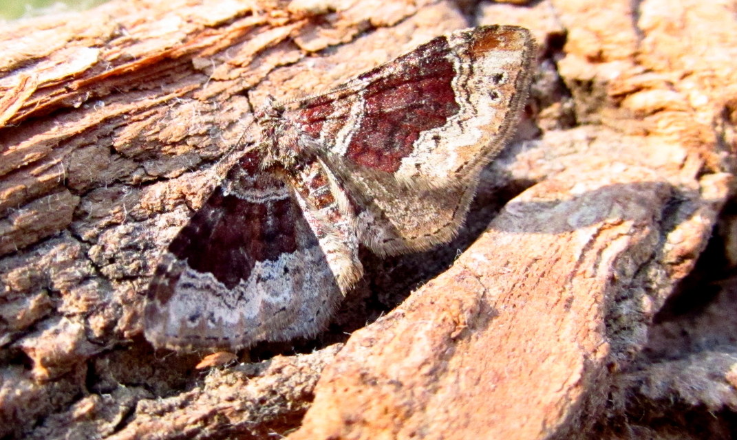 Xanthorhoe spadicearia - sávos tarkaaraszoló