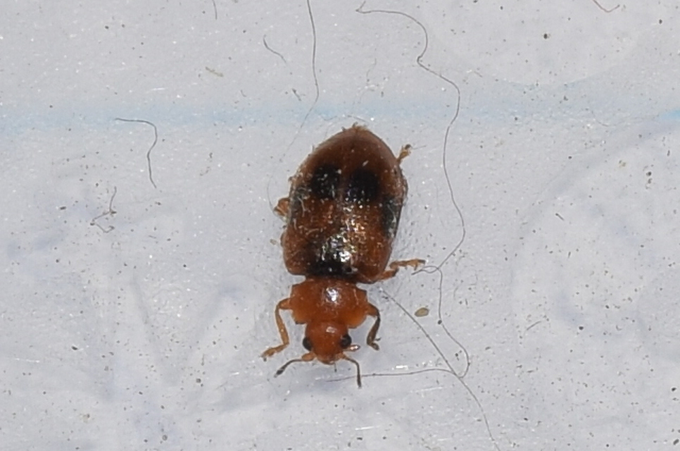 Coccidula scutellata - mocsári félböde