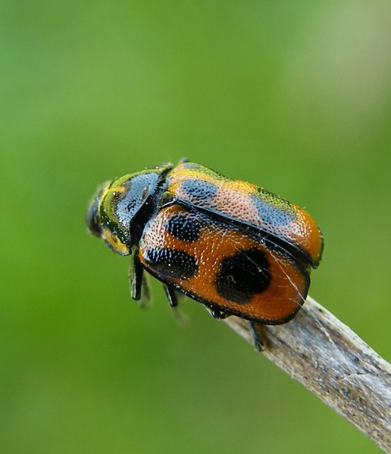 Cryptocephalus sexpunctatus - hatfoltos zömökbogár Cryptocephalus sexpunctatus - hatfoltos zömökbogár