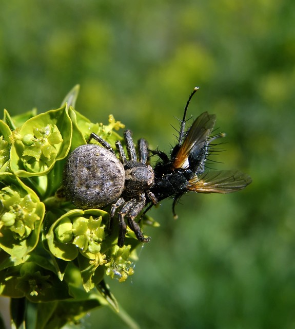 Xysticus