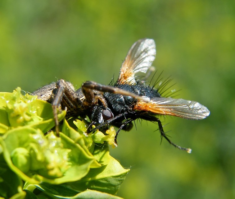 Zophomyia temula