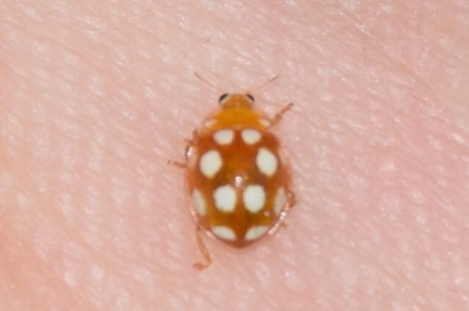 Vibidia duodecimguttata - tizenkétcseppes füsskata