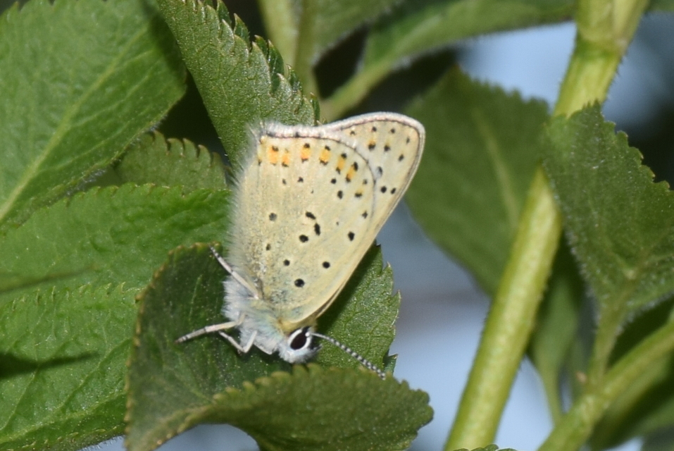Lycaena tityrus - barna tűzlepke