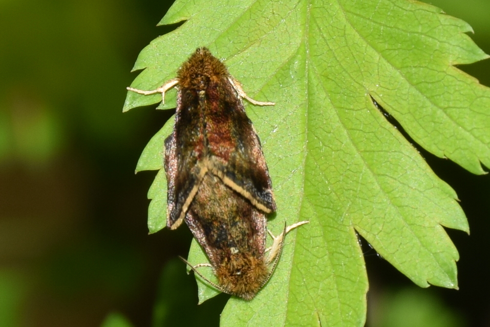 Panemeria tenebrata - apró sárgabagoly