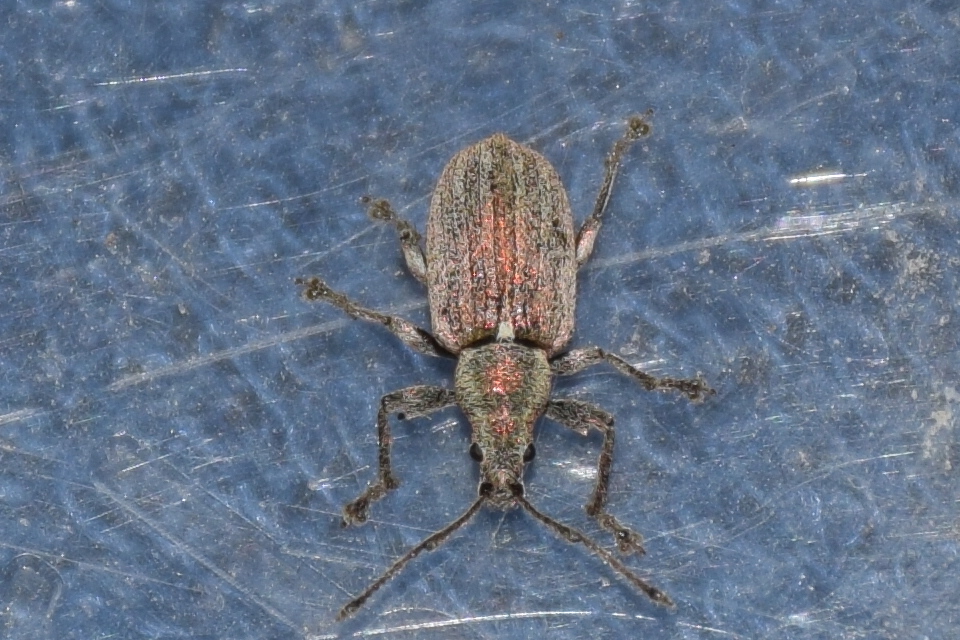 Phyllobius pyri - gyümölcsfa-levélormányos
