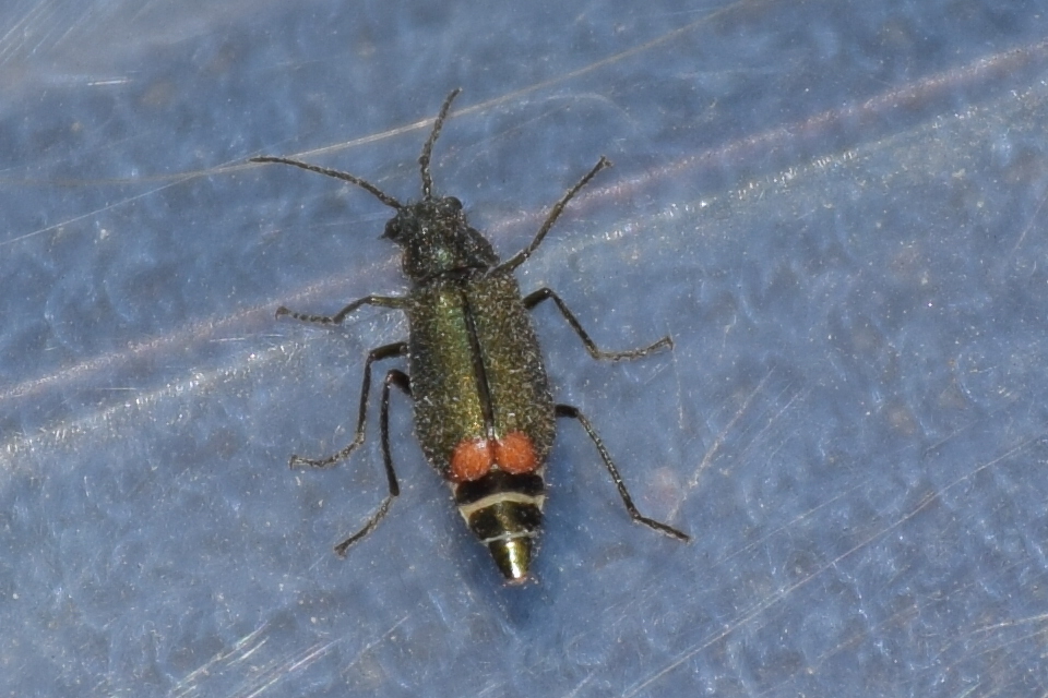 Malachius bipustulatus - kétfoltos bibircsesbogár