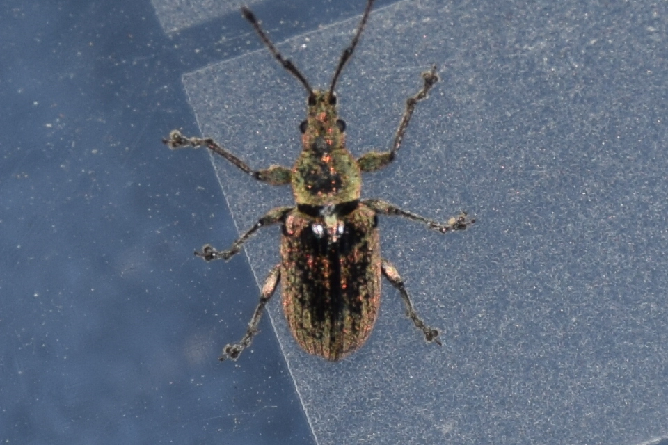 Phyllobius pyri - gyümölcsfa-levélormányos