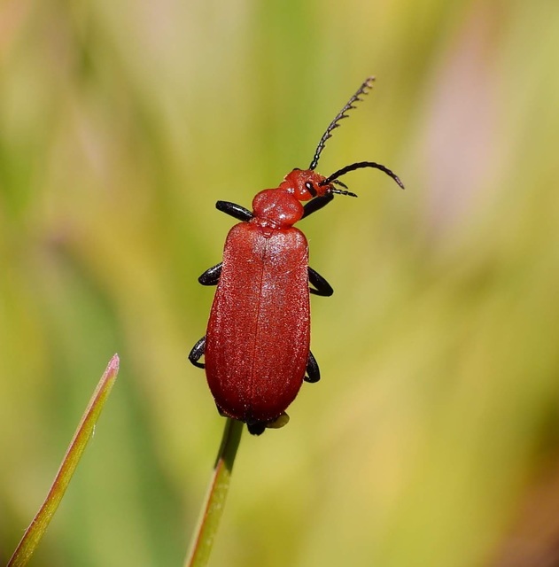 Pyrochroa serraticornis - közép-bíborbogár