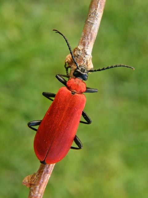 Pyrochroa coccinea - nagy bíborbogár