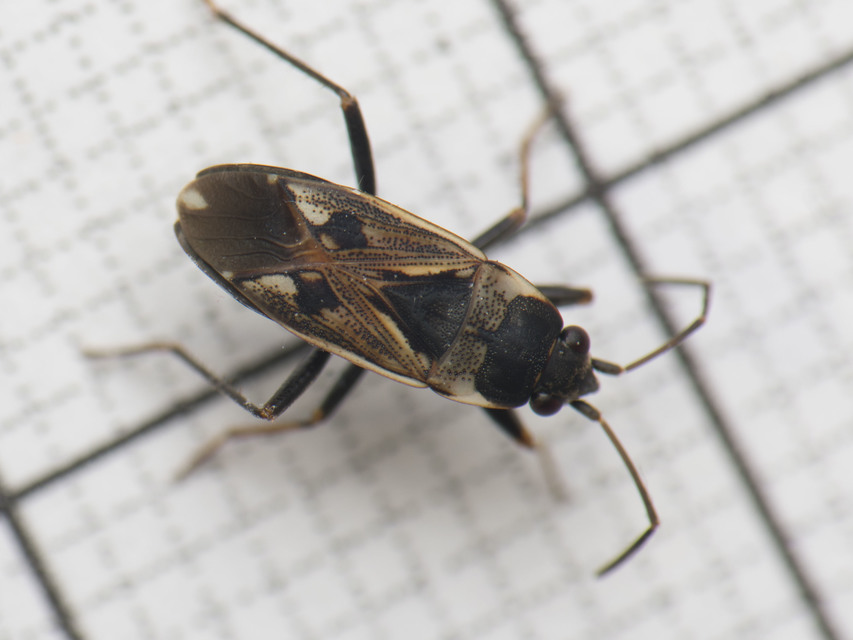 Rhyparochromus vulgaris - közönséges díszesbodobács
