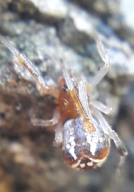 Parasteatoda lunata - holdas törpepók