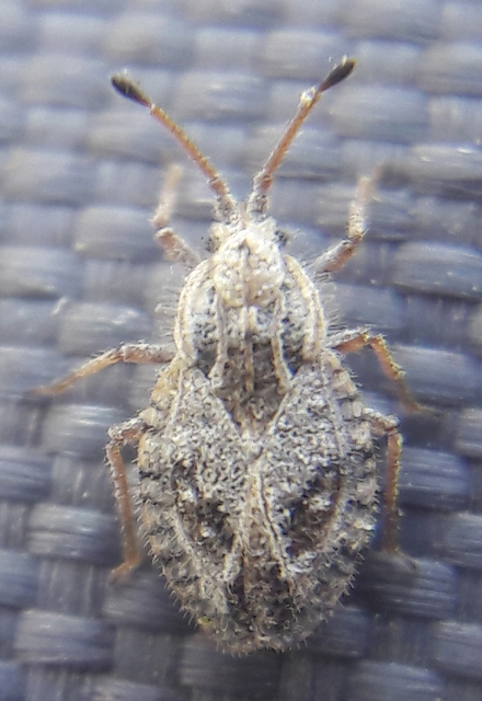Lasiacantha Lasiacantha