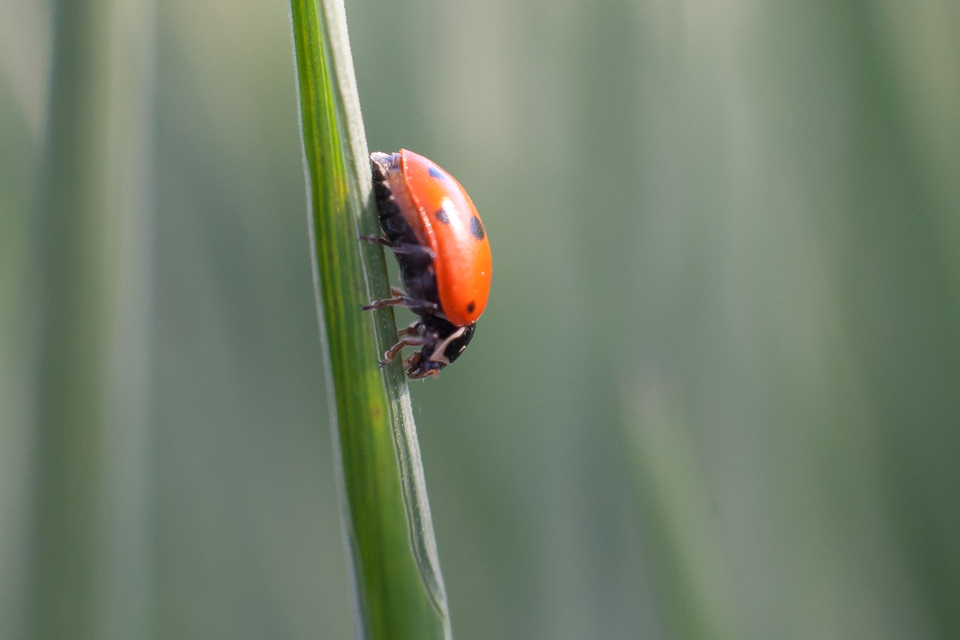 Hippodamia variegata - tizenhárompettyes katica