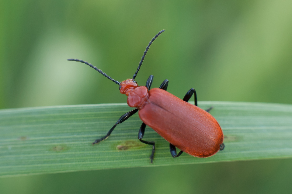 Pyrochroa serraticornis - közép-bíborbogár