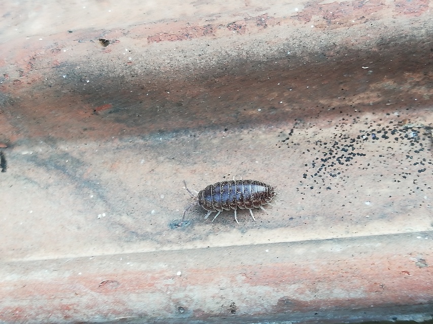 Armadillidium