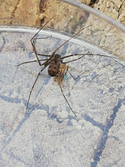 Hoplopholcus forskali - mintás álkaszáspók