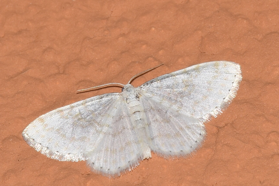 Asthena albulata - gyertyán-fehéraraszoló