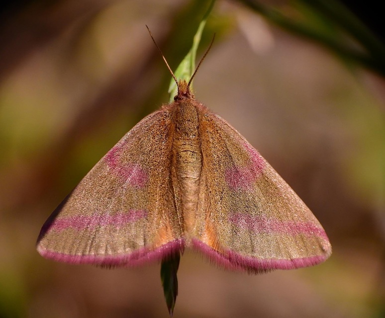Lythria purpuraria - bíborsávos araszoló