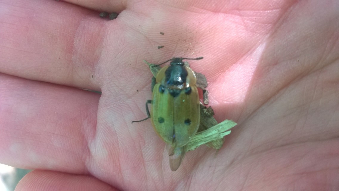 Dendroxena quadrimaculata - négypettyes dögbogár
