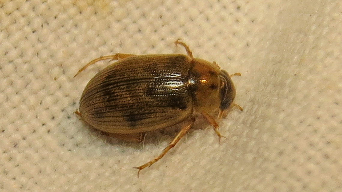 Berosus spinosus - széki szemescsibor Berosus spinosus - széki szemescsibor