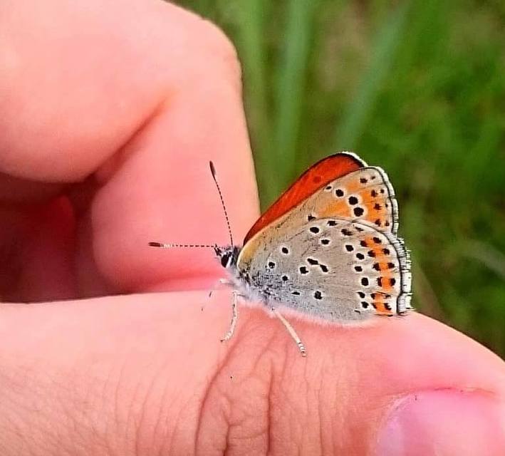 Lycaena thersamon - kis tűzlepke