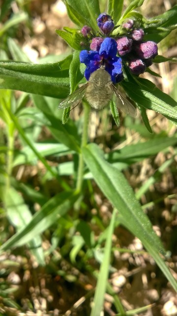 Bombylius cinerascens