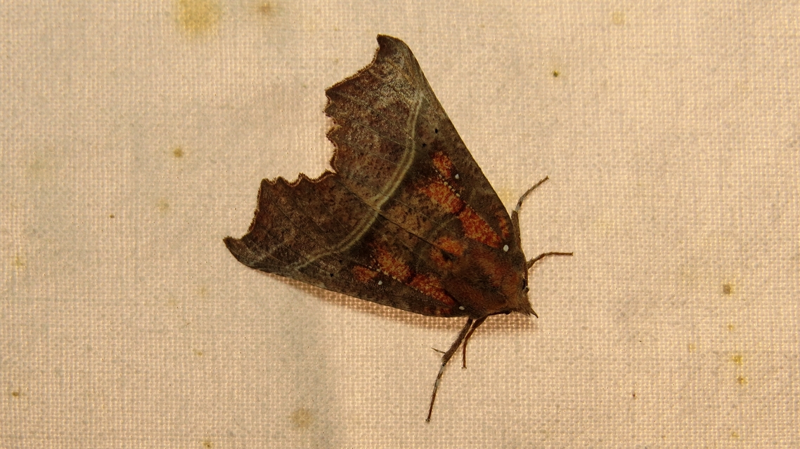 Scoliopteryx libatrix - vörös csipkésbagoly