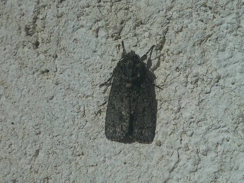 Acronicta rumicis - sóska-szigonyosbagoly
