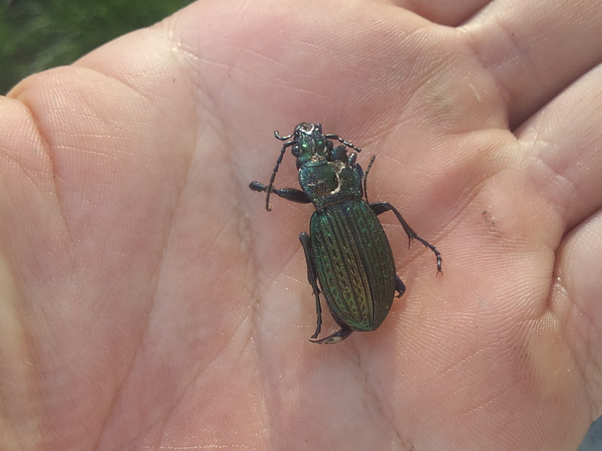 Carabus ulrichii - rezes futrinka Carabus ulrichii - rezes futrinka