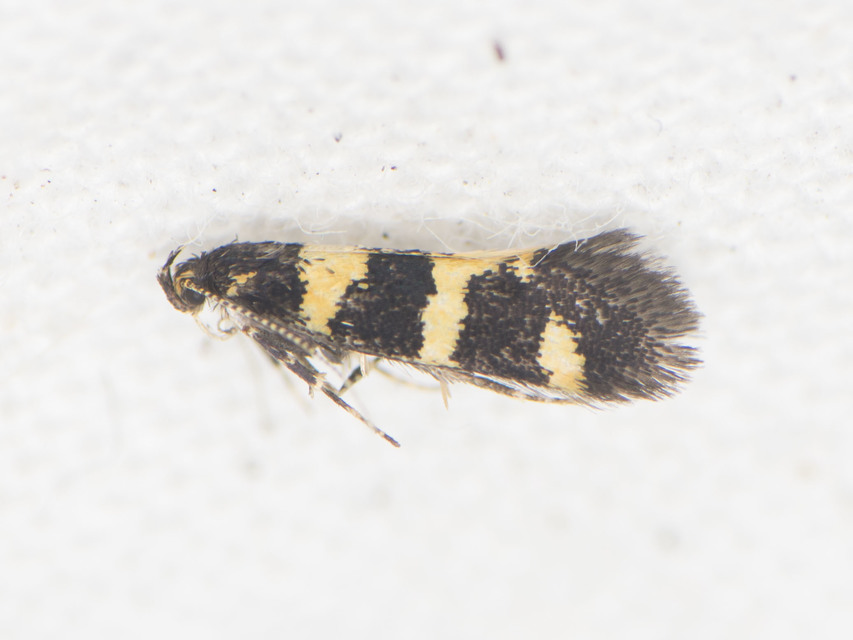 Denisia augustella - zebramoly