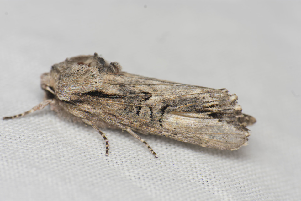 Egira conspicillaris - változékony szürkebagoly