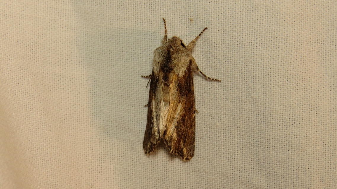 Egira conspicillaris - változékony szürkebagoly