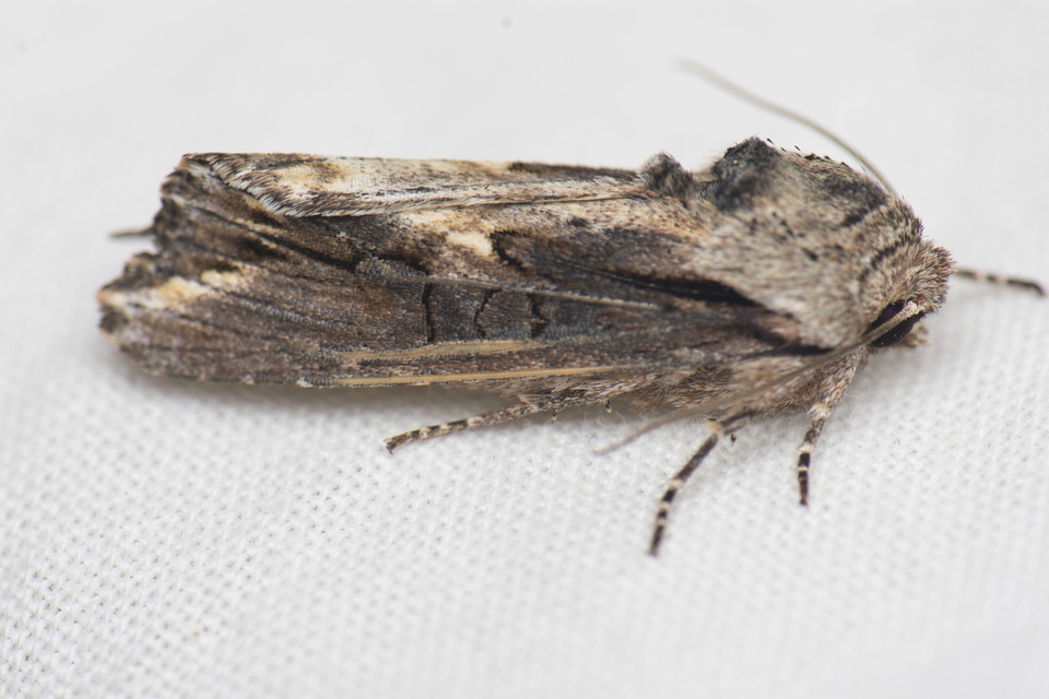 Egira conspicillaris - változékony szürkebagoly