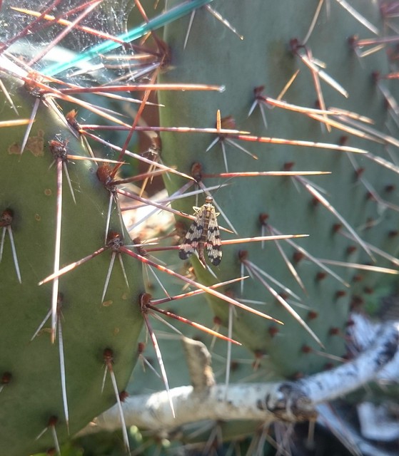 Panorpa vulgaris