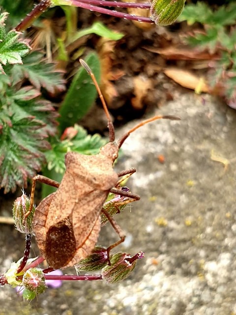 Coreus marginatus - közönséges karimáspoloska