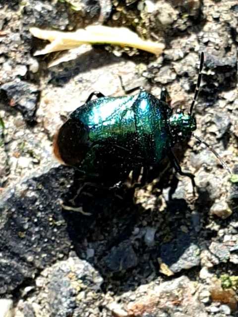 Zicrona caerulea - acélkék poloska Zicrona caerulea - acélkék poloska