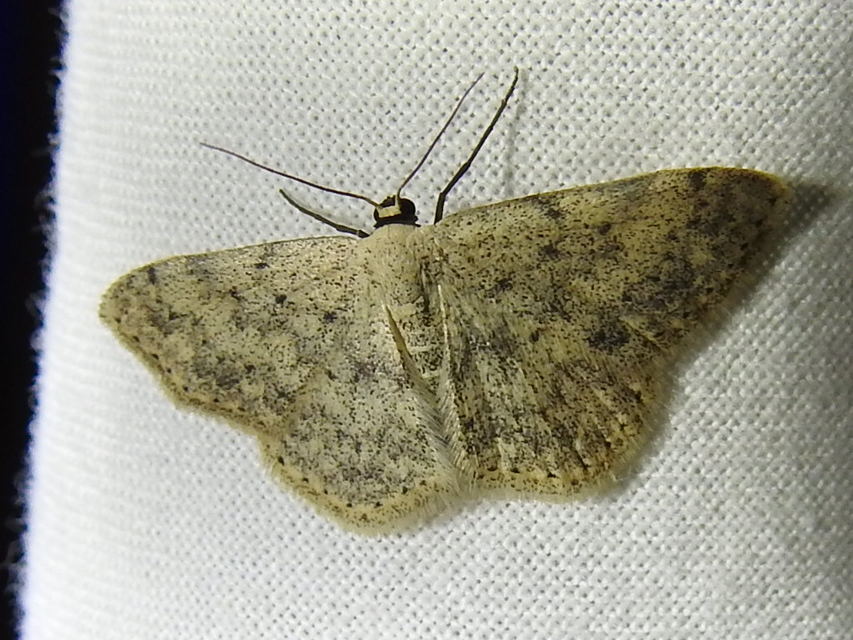 Scopula marginepunctata - pettyes sávosaraszoló